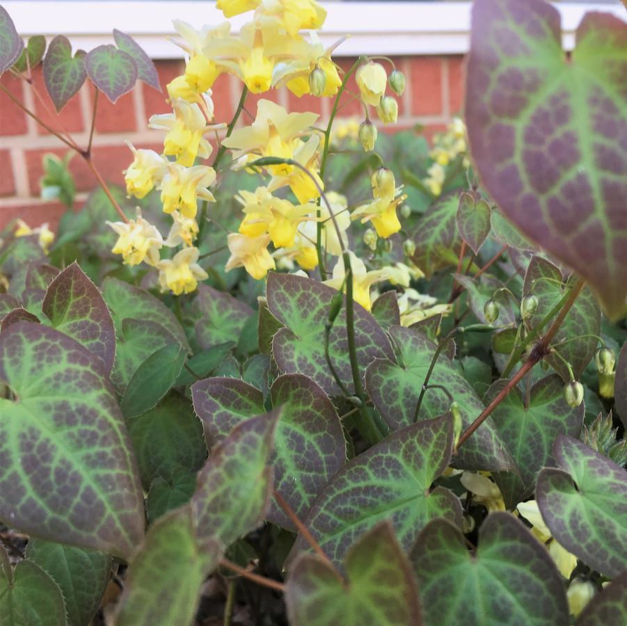 Epimedium ver. 'Sulphureum' - Barrenwort from Babikow Wholesale Nursery