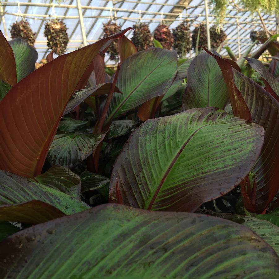 Ensete ventricosum Maurelli