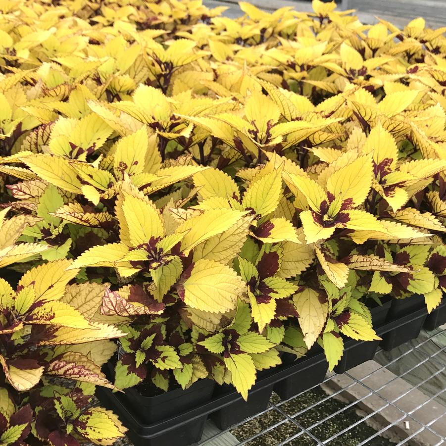 Coleus Pineapple