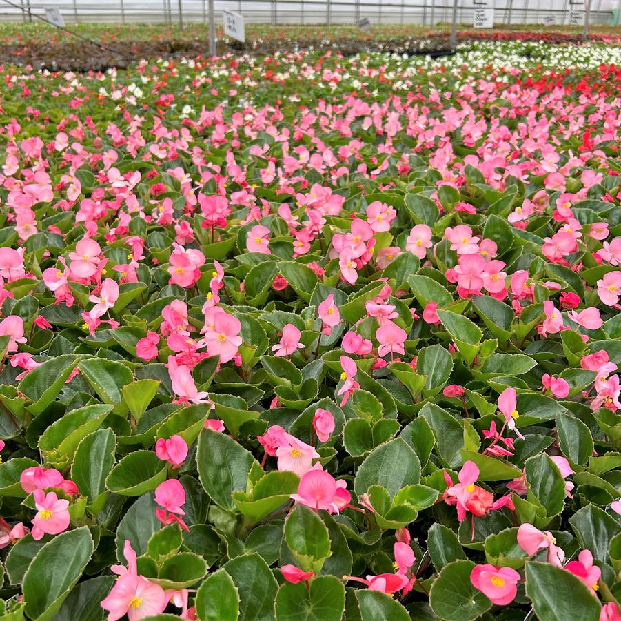 Begonia Big 'Pink with Green Leaf' - Begonia from Babikow Wholesale Nursery