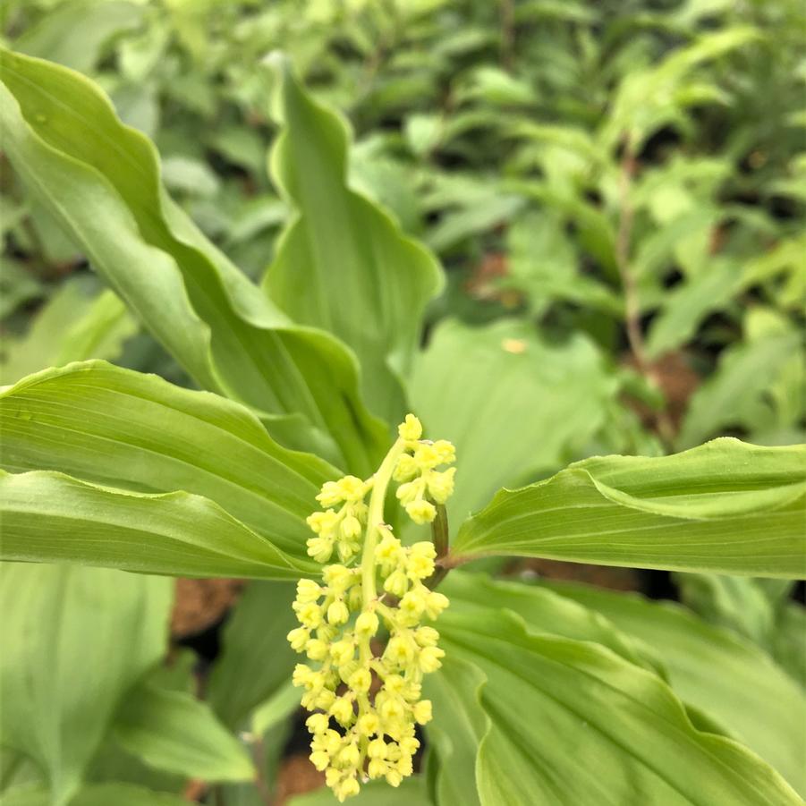 Smilacina racemosa - False Solomon's Seal from Babikow Wholesale Nursery