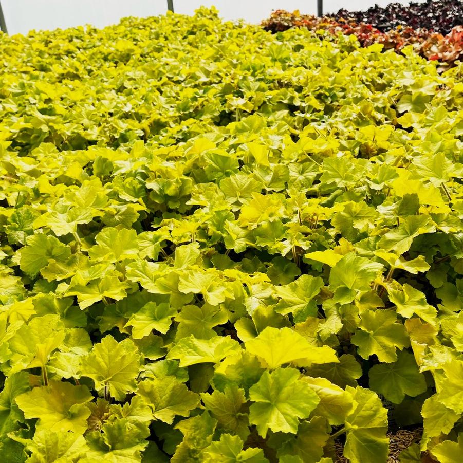 Heuchera x 'Guacamole' - Coral Bells from Babikow Wholesale Nursery