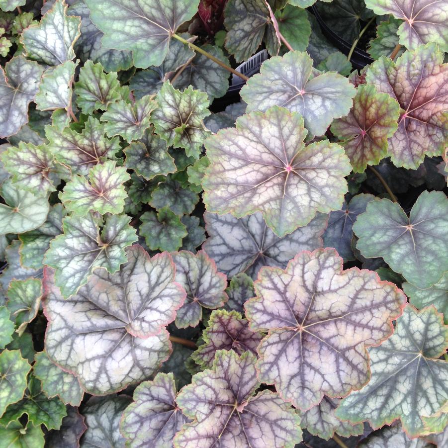 Heuchera ame. 'Dale's Strain' - Coral bells from Babikow Wholesale Nursery