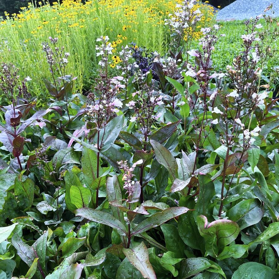 Penstemon dig. 'Mystica' - from Babikow Wholesale Nursery