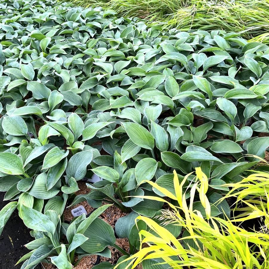 Hosta sie. 'Elegans' - Hosta from Babikow Wholesale Nursery