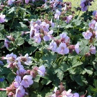 Geranium macr. 'Ingwersen's Variety' - Bigroot Geranium from Babikow