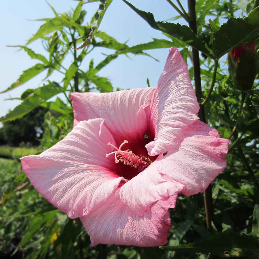 Hibiscus 'Lady Baltimore' - Rose Mallow from Babikow Wholesale Nursery