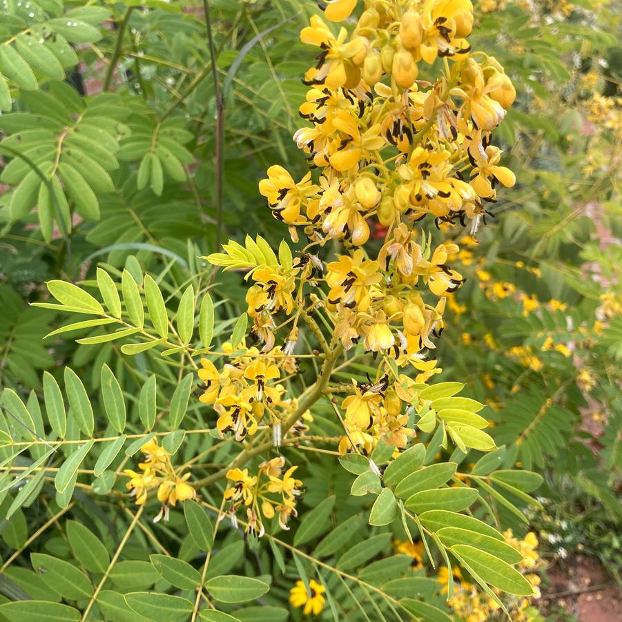 Cassia marilandica - Wild Senna from Babikow Wholesale Nursery