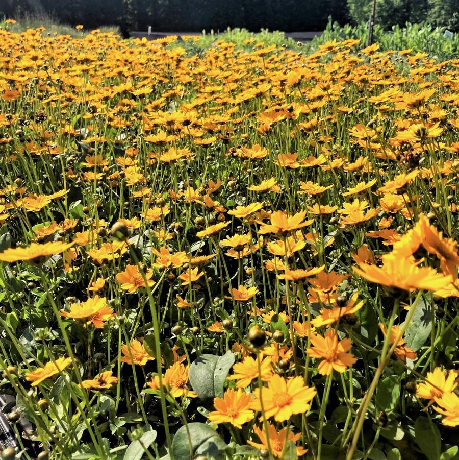 Coreopsis aur. 'Nana' - Tickseed from Babikow Wholesale Nursery