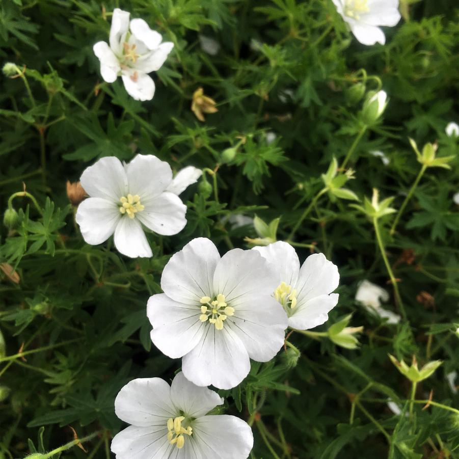 Geranium san. 'Album' - Bloody Crane's Bill from Babikow Wholesale Nursery