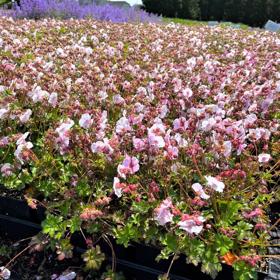 Geranium can. 'Biokovo' - Crane's Bill from Babikow Wholesale Nursery