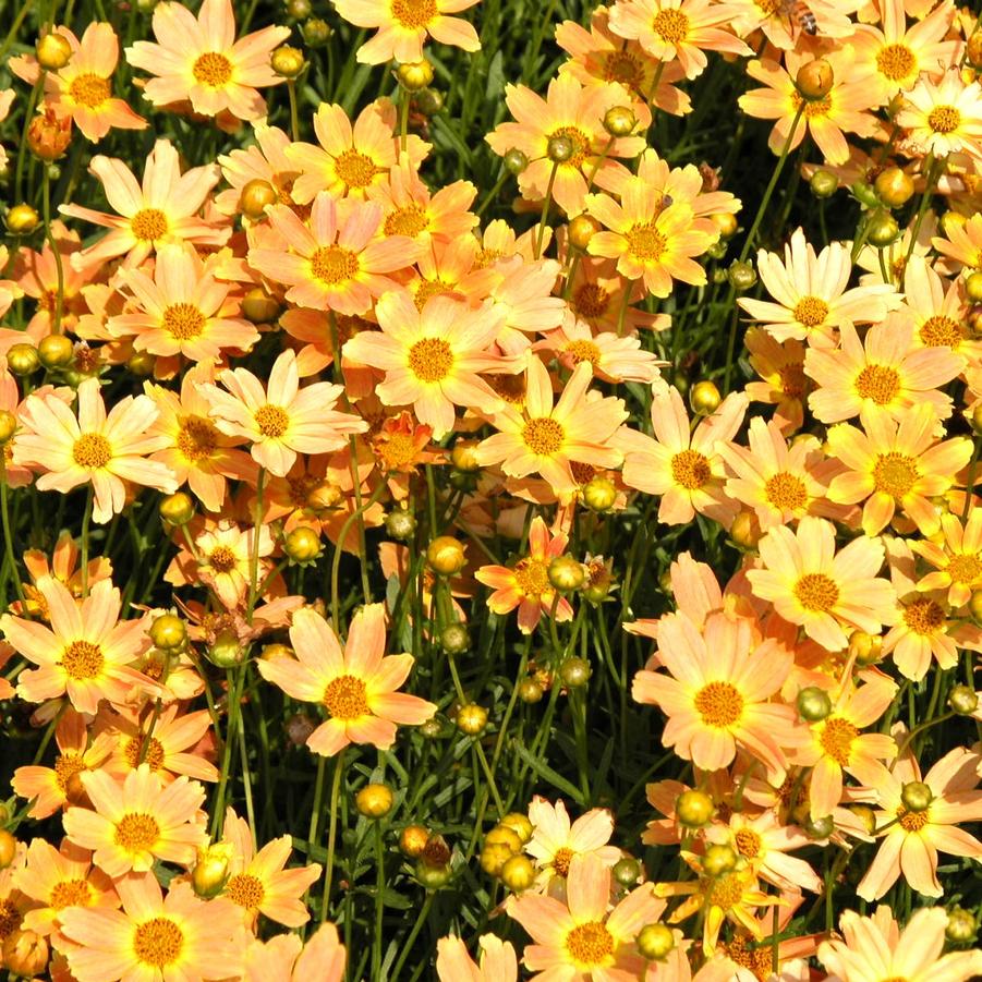 Coreopsis x 'Sienna Sunset' - Tickseed from Babikow Wholesale Nursery