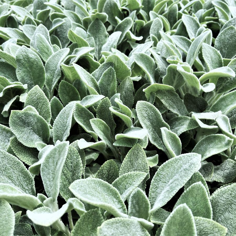 Stachys byz. 'Silver Carpet' - Lamb's Ear from Babikow Wholesale Nursery