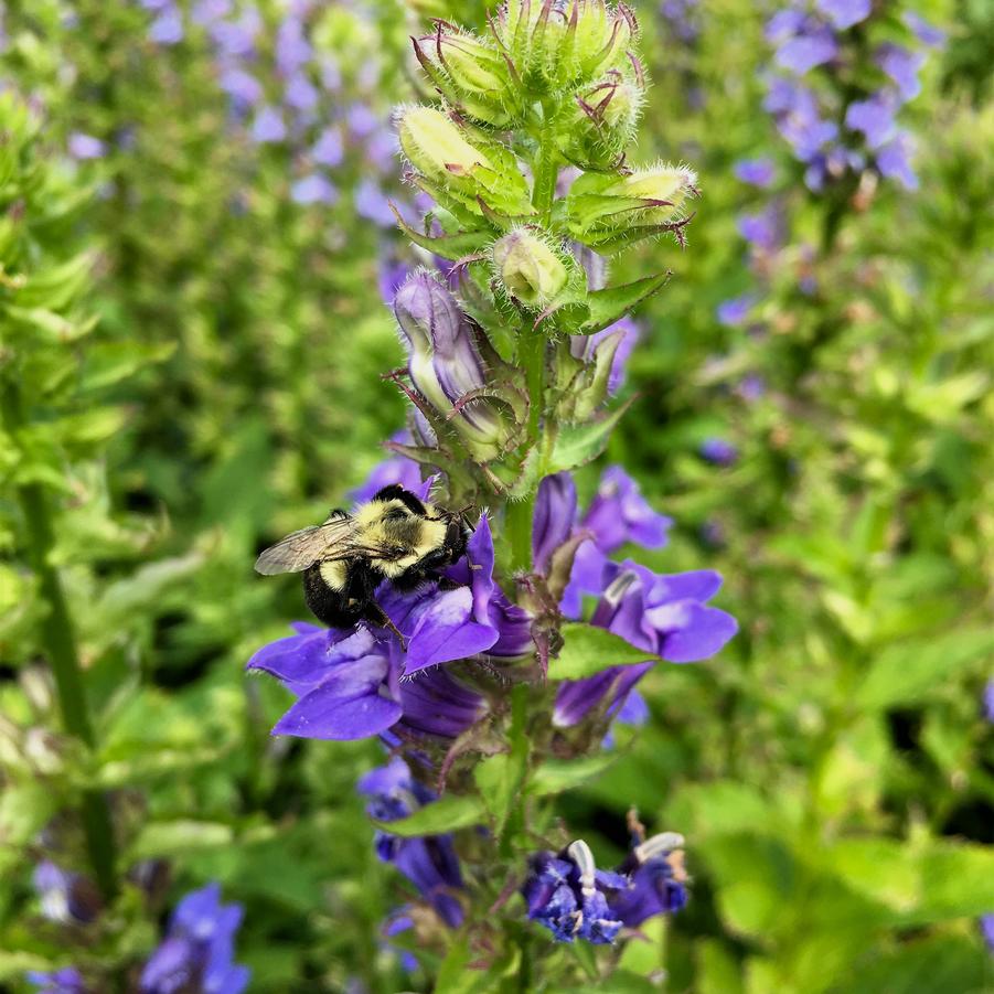 Lobelia siphlitica - Great Blue Lobelia from Babikow Wholesale Nursery