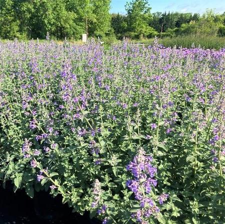 Nepeta faa. 'Six Hills Giant' - Catmint from Babikow