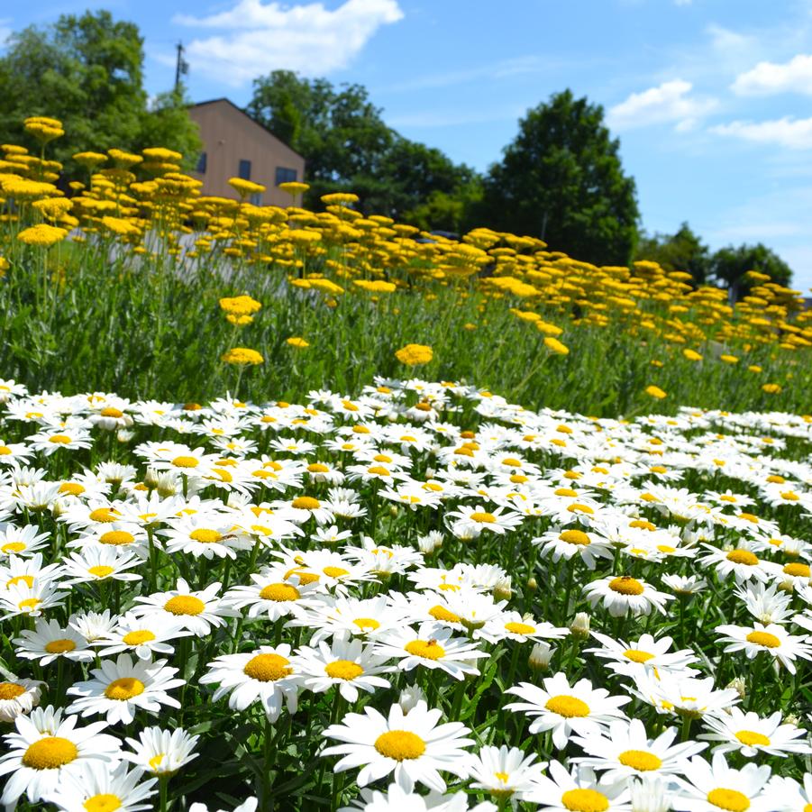 Leucanthemum sup. 'Snow Lady' - Shasta Daisy from Babikow Wholesale Nursery