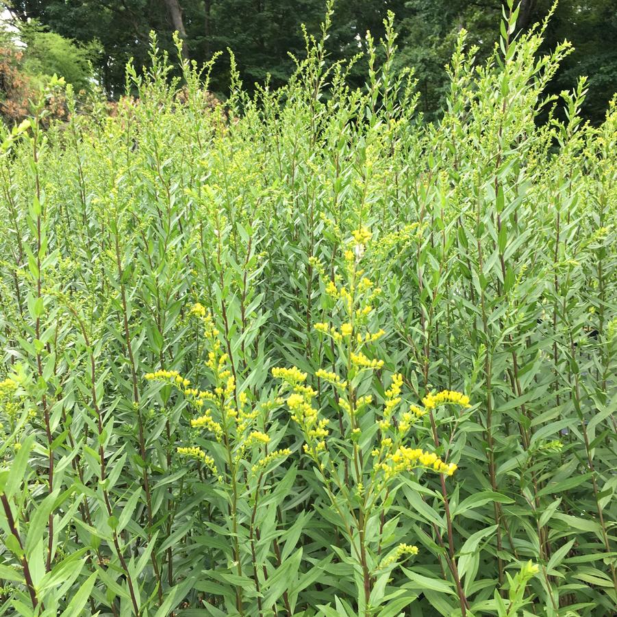 Solidago 'Solar Cascade' - Goldenrod from Babikow Wholesale Nursery