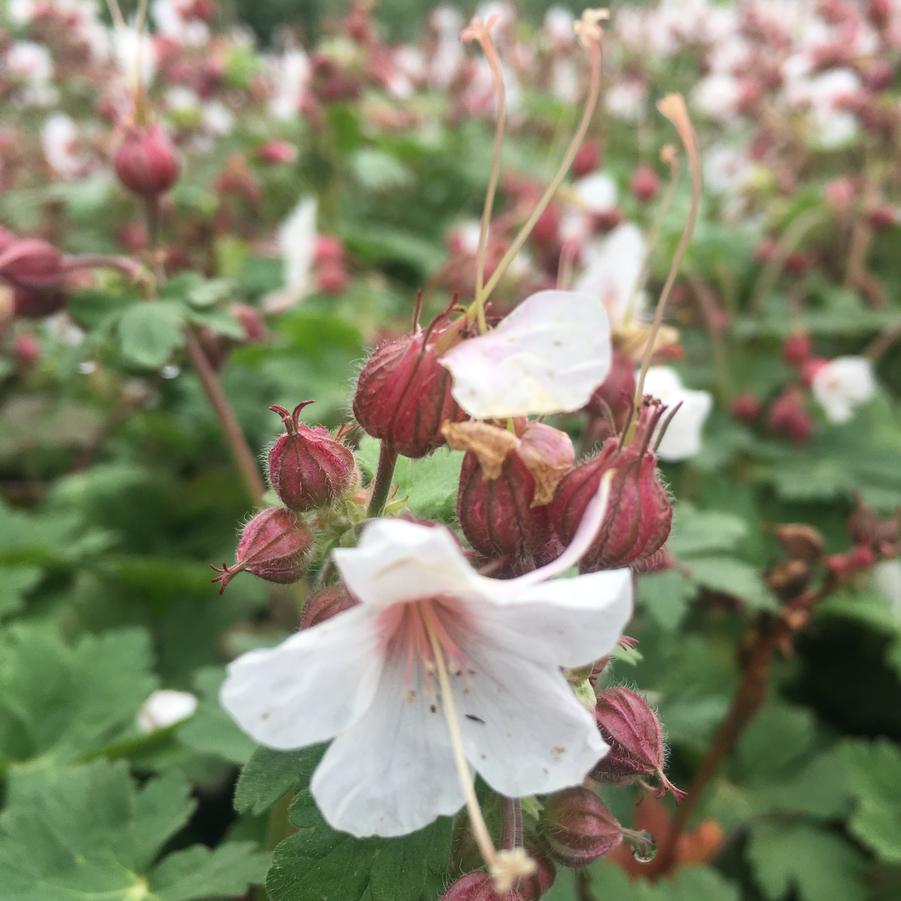 Geranium macr. 'Spessart' - Bigroot Geranium from Babikow Wholesale Nursery