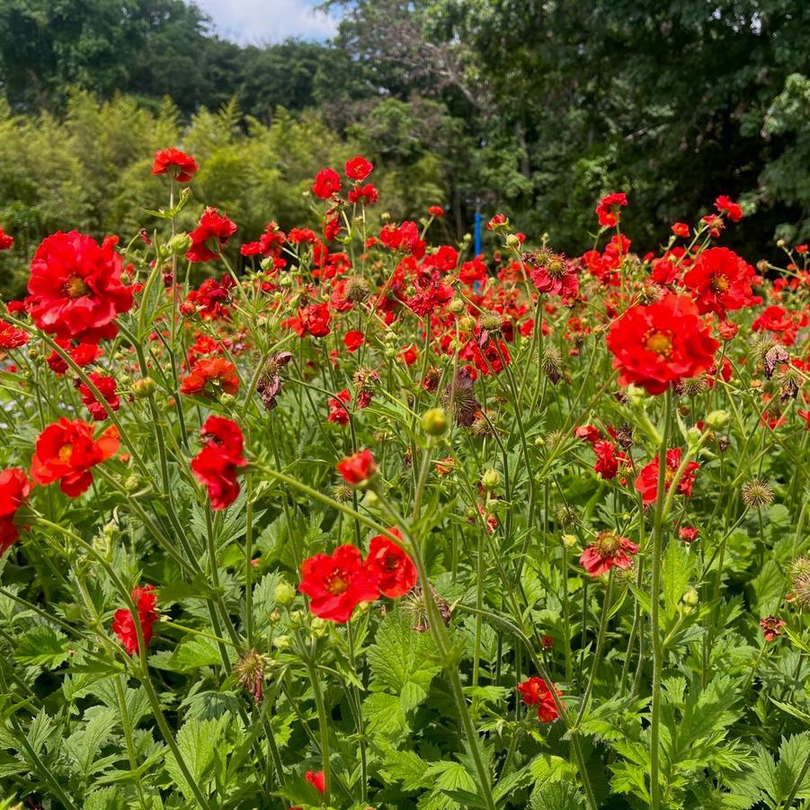 Geum 'Blazing Sunset' - Avens from Babikow Wholesale Nursery