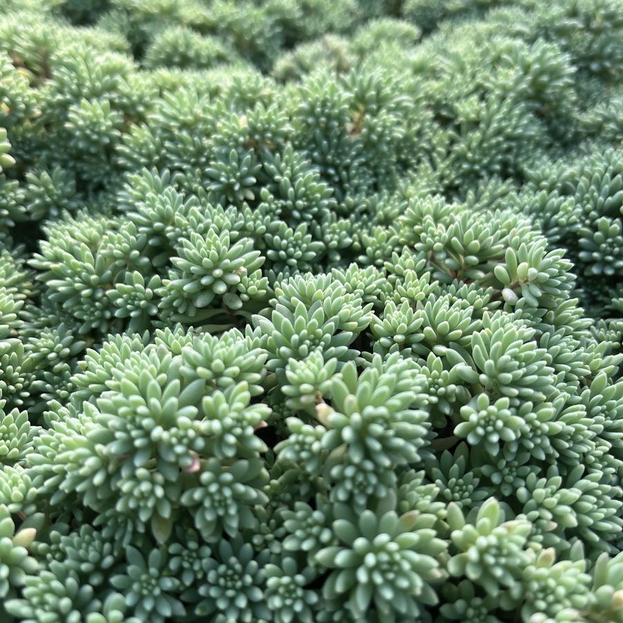 Sedum 'Blue Carpet' - Stonecrop from Babikow Wholesale Nursery