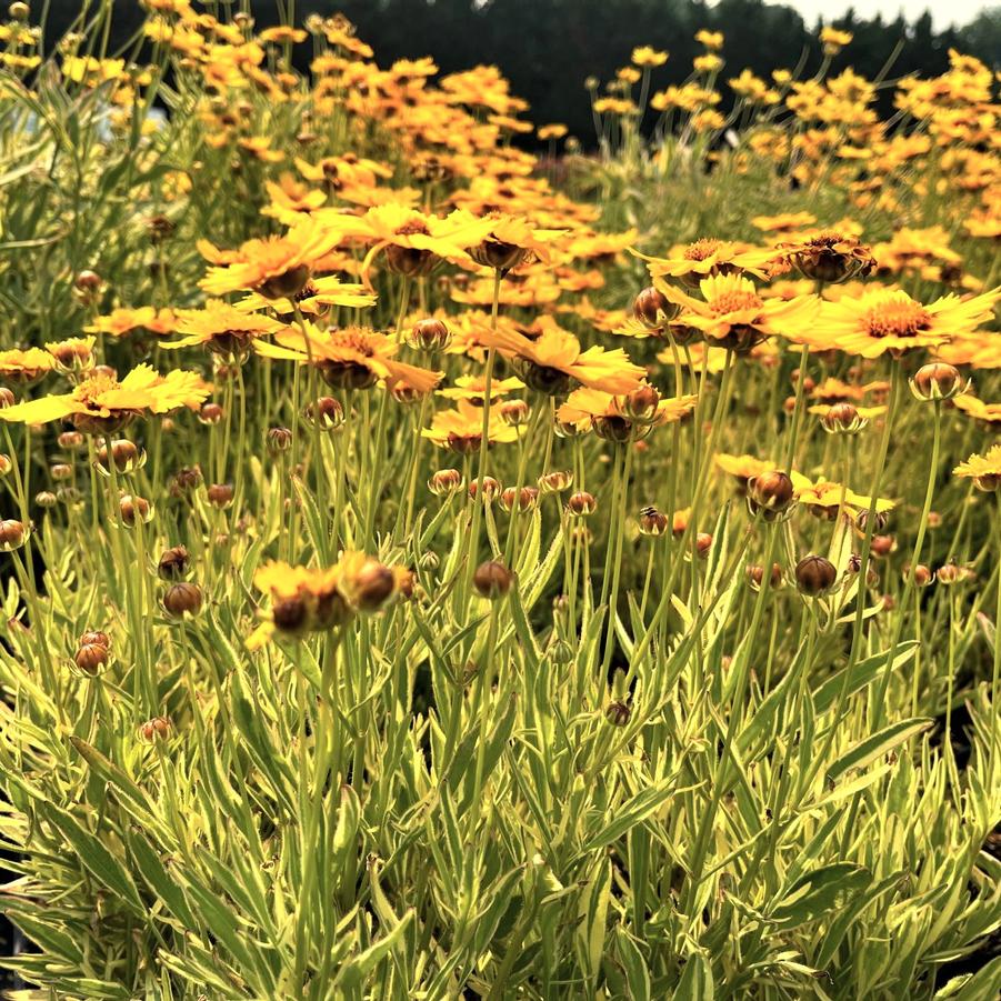 Coreopsis X 'Tequilla Sunrise' - Tickseed from Babikow Wholesale Nursery