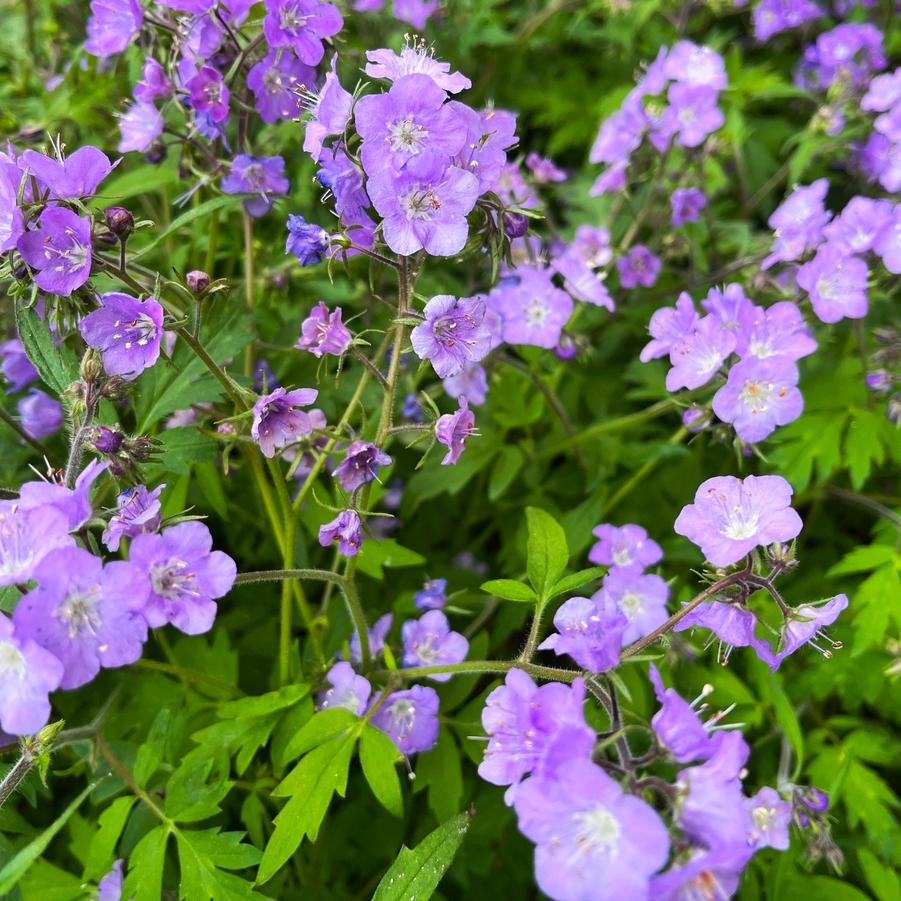 Phacelia bipinnatifida - Fernleaf Phacelia from Babikow Wholesale Nursery