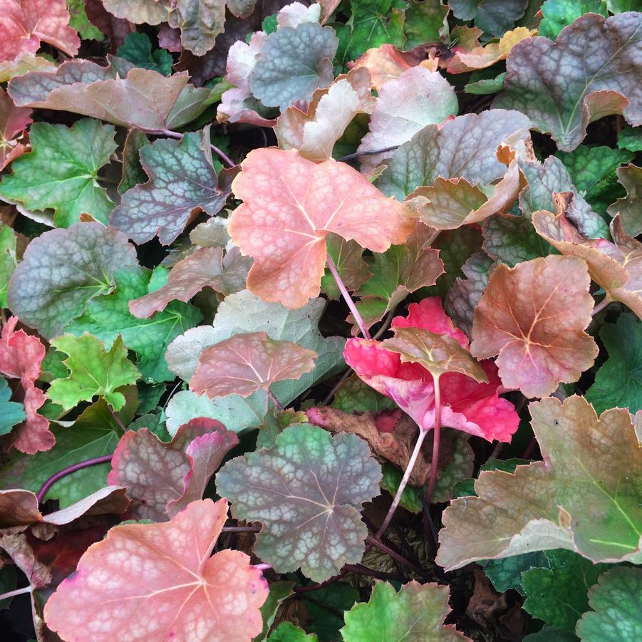 Heuchera americana - Coral bells from Babikow Wholesale Nursery