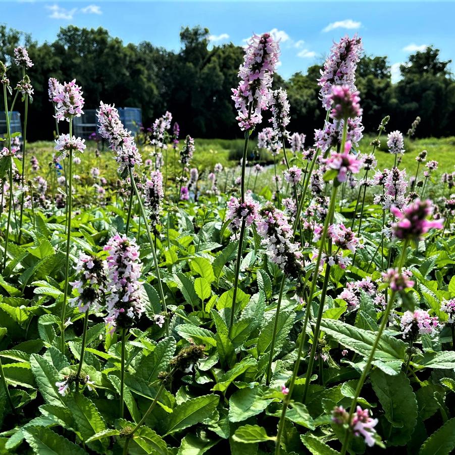 Stachys x 'Summer Crush' - Summer Crush Betony from Babikow Wholesale Nursery