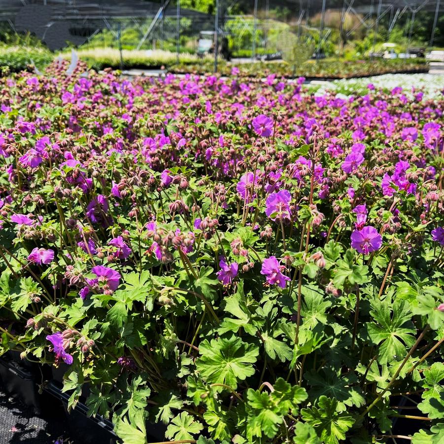 Geranium can. 'Karmina' - Cambridge Geranium from Babikow Wholesale Nursery