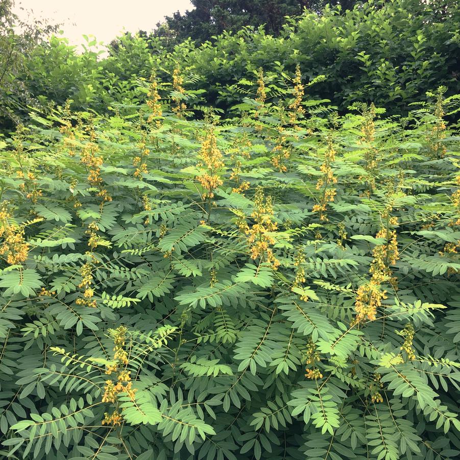 Cassia marilandica - Wild Senna from Babikow Wholesale Nursery