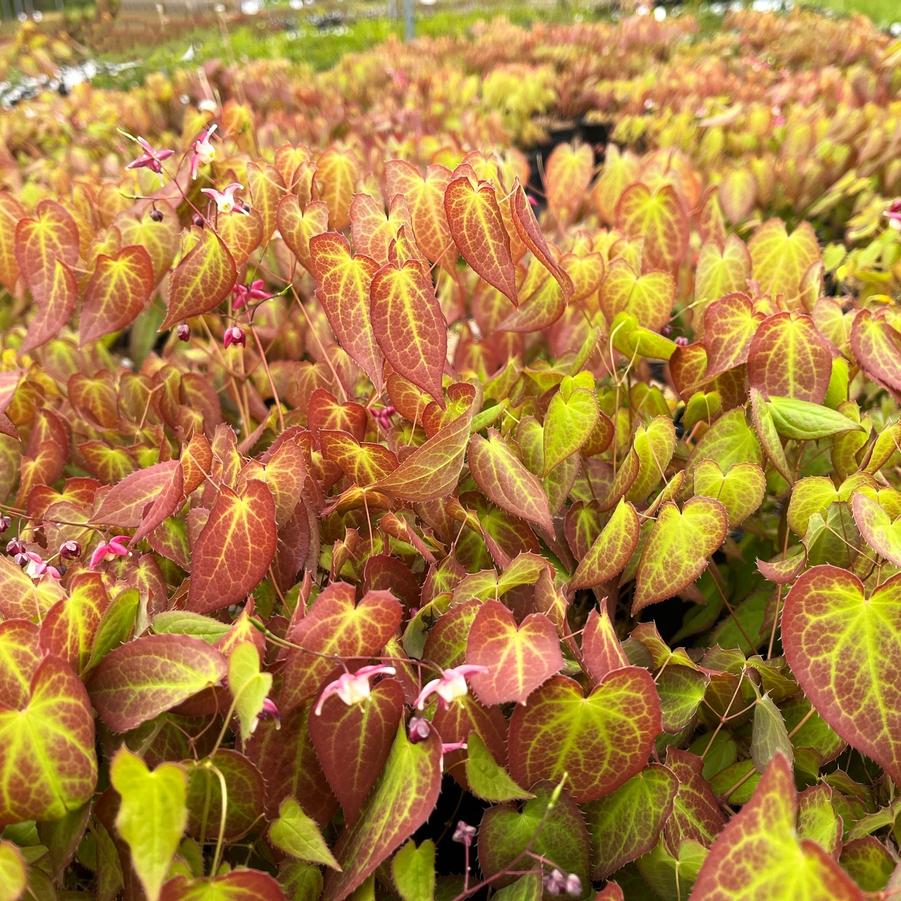 Epimedium rubrum - Barrenwort from Babikow Wholesale Nursery