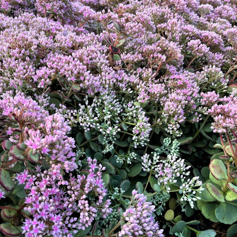 Sedum sieboldii - Stonecrop from Babikow Wholesale Nursery