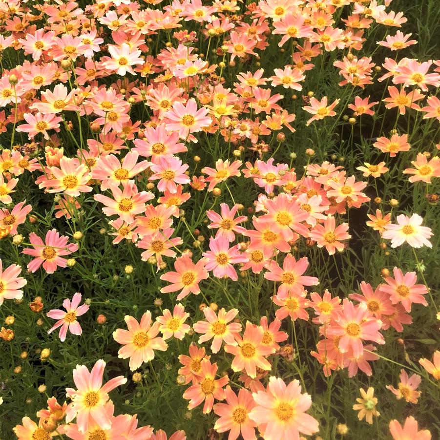 Coreopsis x 'Sienna Sunset' - Tickseed from Babikow Wholesale Nursery