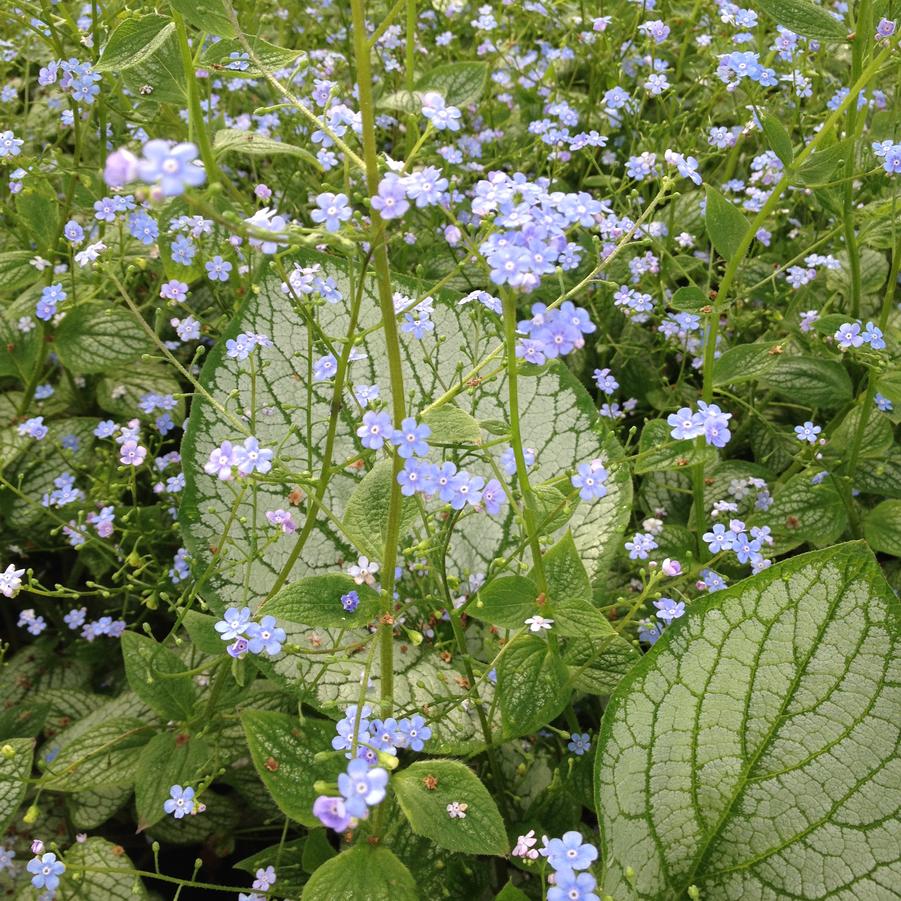 Brunnera 'Silver Heart' - Siberian Bugloss from Babikow Wholesale Nursery