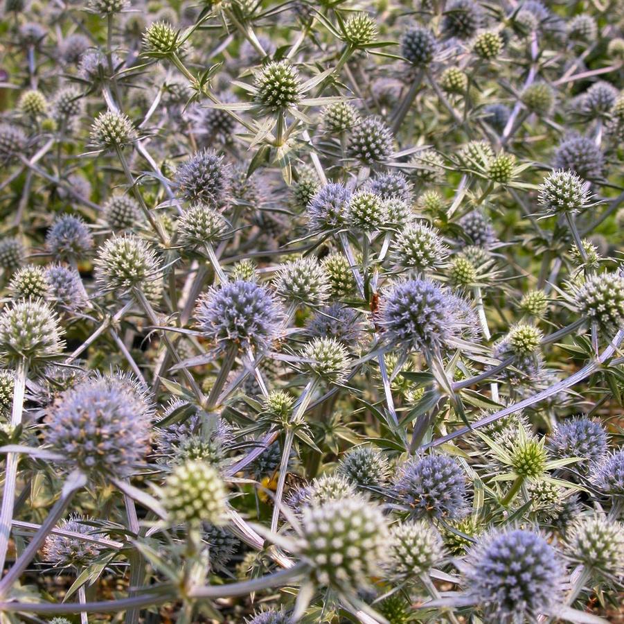 Eryngium 'Blue Cap' - Sea Holly from Babikow Wholesale Nursery