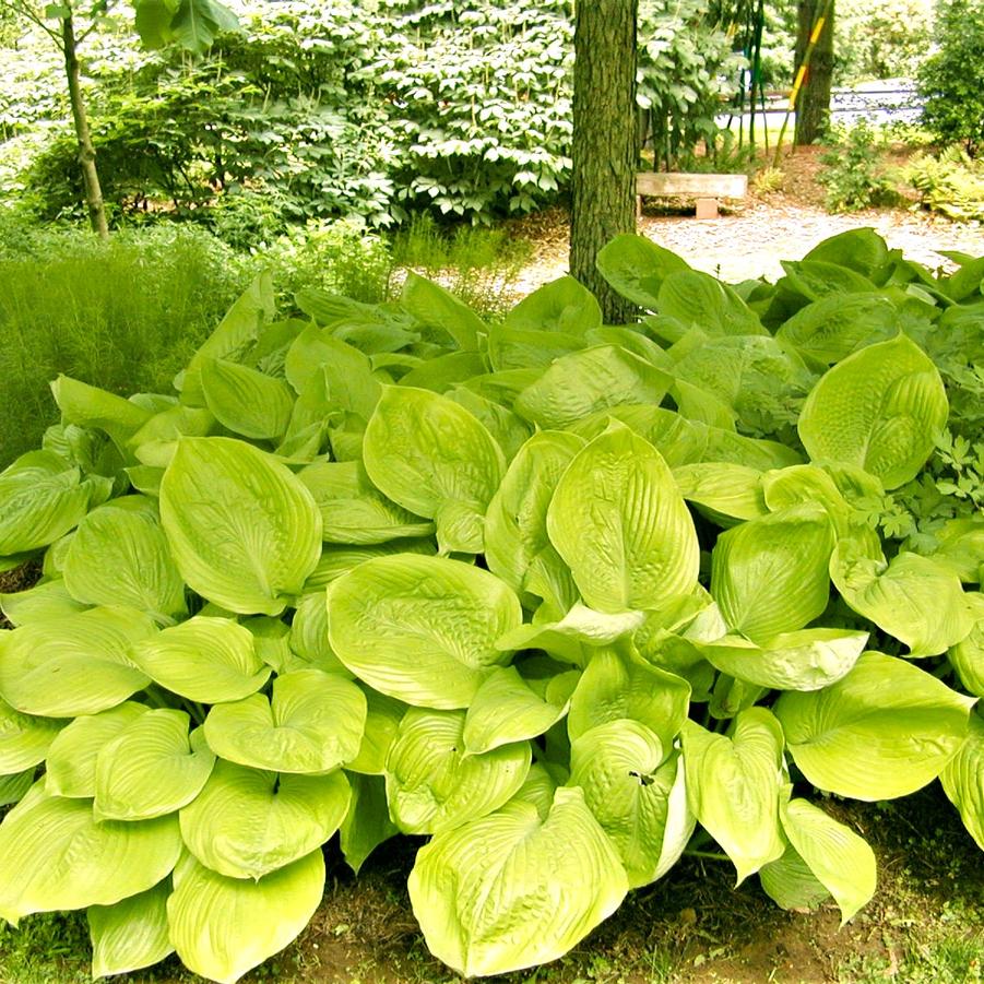 Hosta x 'Sum and Substance' - Hosta from Babikow Wholesale Nursery