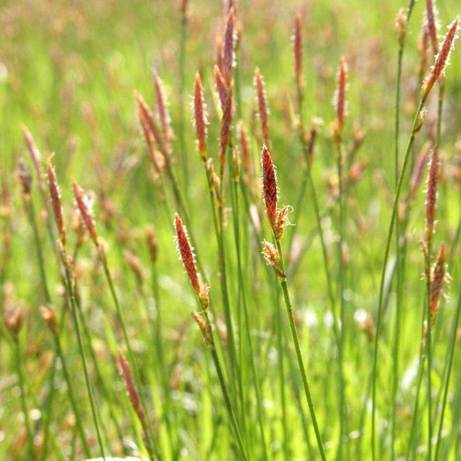 Carex pennsylvanica - Pennyslvania Sedge from Babikow Wholesale Nursery