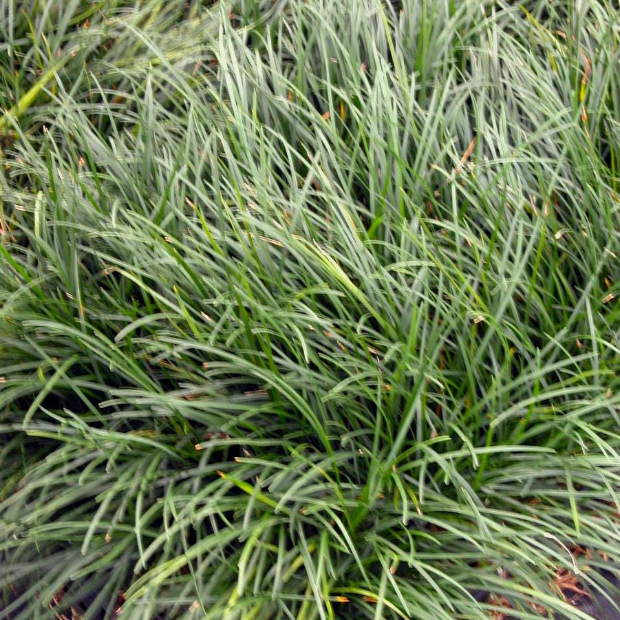Ophiopogon japonicus - Mondo Grass from Babikow Wholesale Nursery