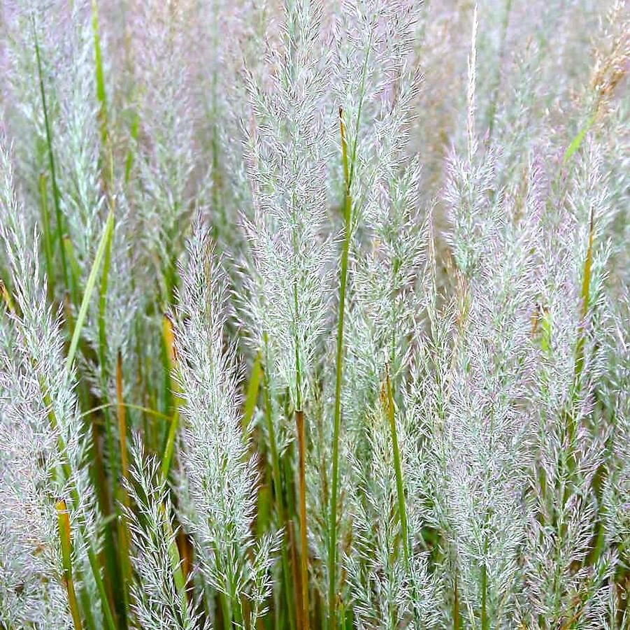 Calamagrostis brachytricha - Korean Feather Reed Grass from Babikow Wholesale Nursery