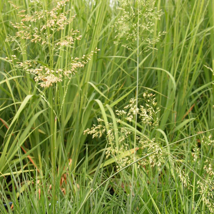 Deschampsia caespitosa - Tufted Hair Grass from Babikow Wholesale Nursery