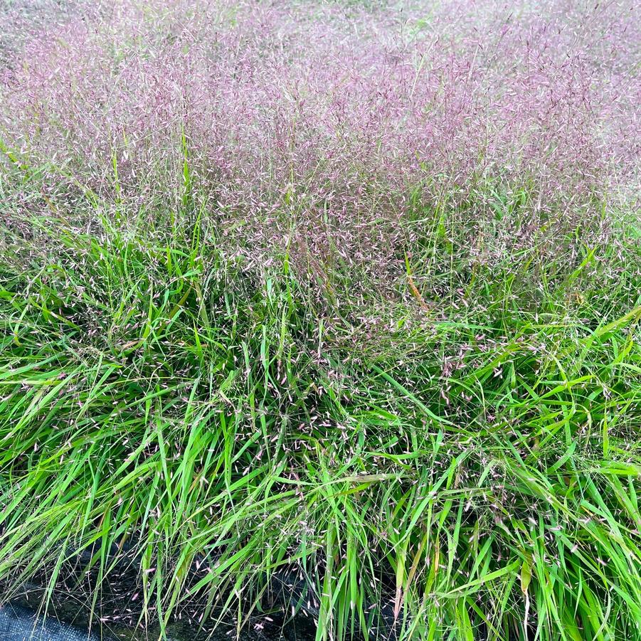 Eragrostis spectabilis - Purple Love grass from Babikow Wholesale Nursery