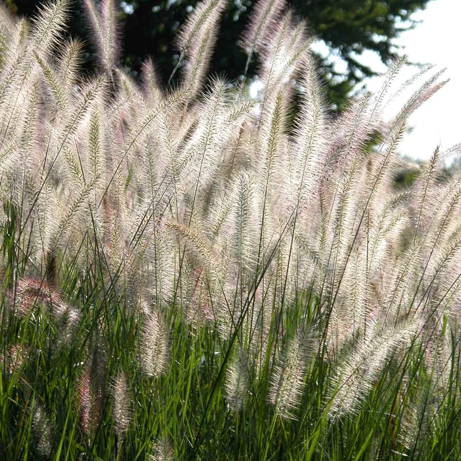 Pennisetum alopecuroides - Fountain Grass from Babikow Wholesale Nursery