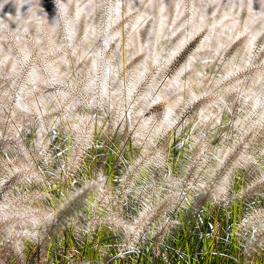 Pennisetum 'Cassian' - Dwarf Fountain Grass from Babikow Wholesale Nursery