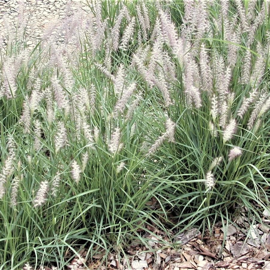 Pennisetum orientale - Orientale Fountain Grass from Babikow Wholesale Nursery