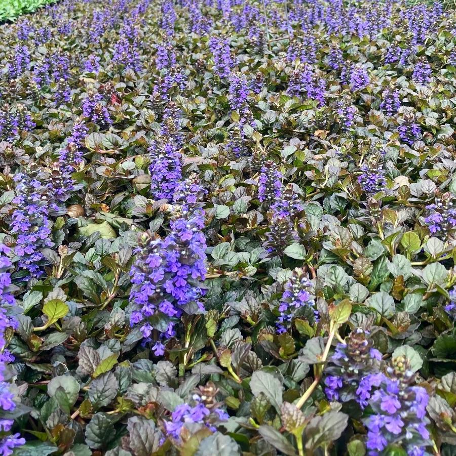 Ajuga 'Bronze Beauty' - Bugleweed from Babikow Wholesale Nursery