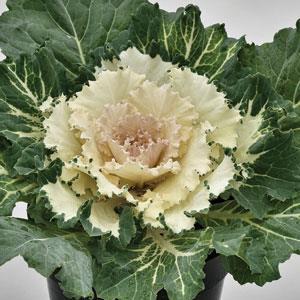 Kale Osaka 'White' - Ornamental Cabbage from Babikow Wholesale Nursery