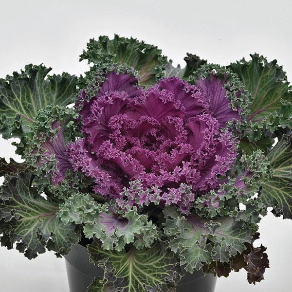 Kale Nagoya 'Red' - Ornamental Kale from Babikow Wholesale Nursery