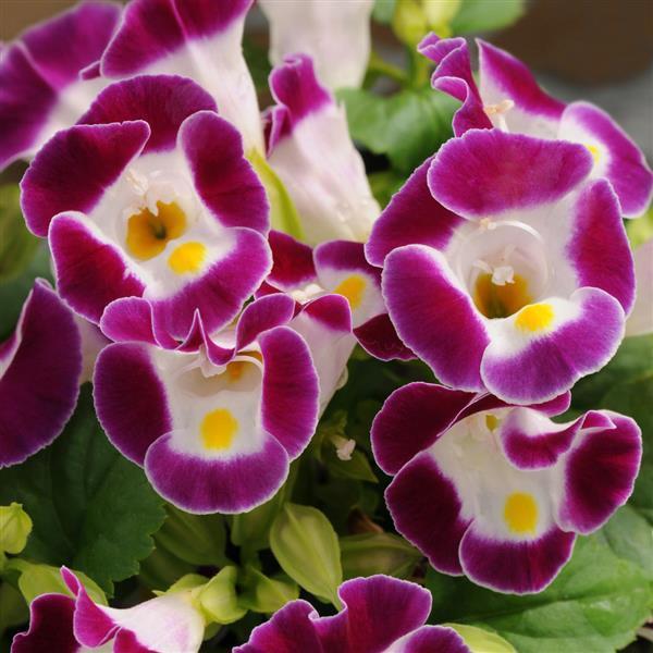 Torenia Kauai 'Burgundy' - Wishbone Plant from Babikow Wholesale Nursery