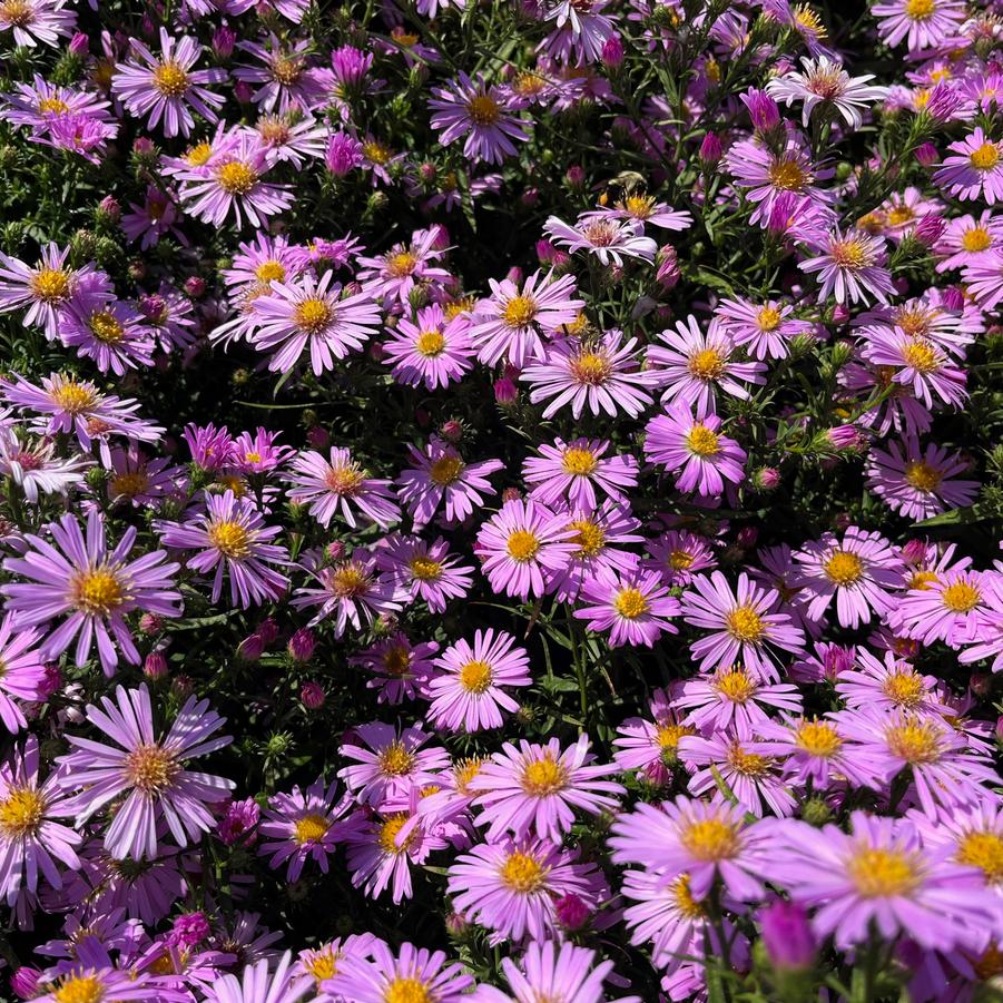 Aster 'Woods Pink' - from Babikow Wholesale Nursery