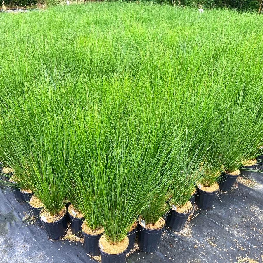 Juncus effusus - Common Rush from Babikow Wholesale Nursery